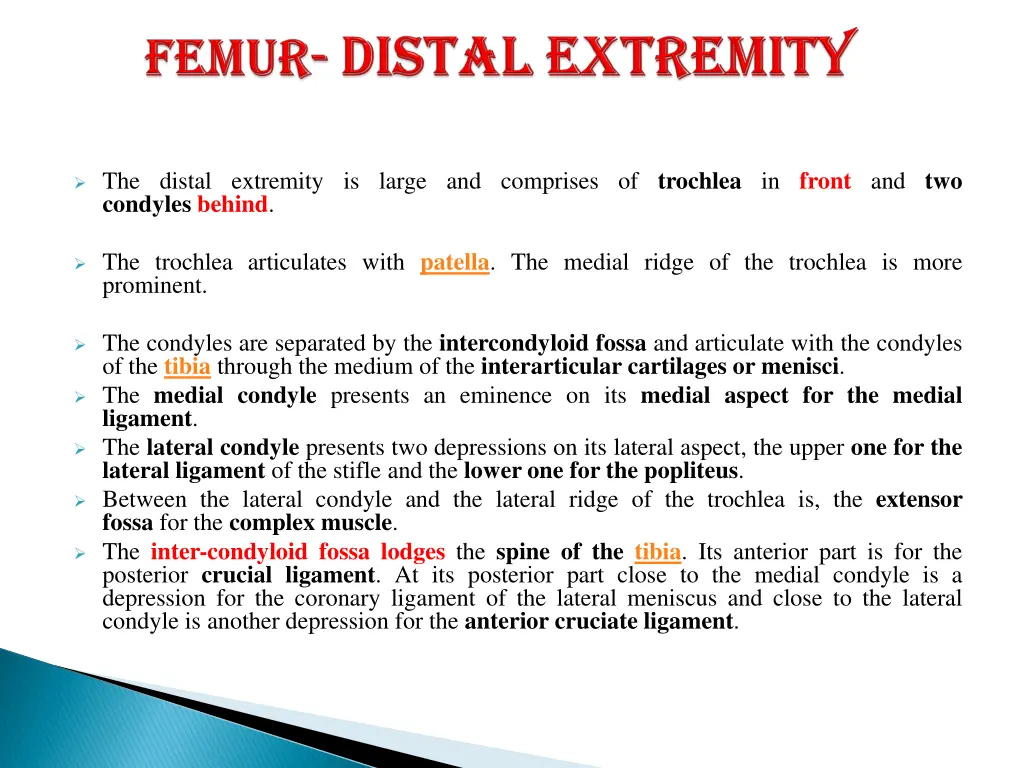 the distal extremity is large and comprises