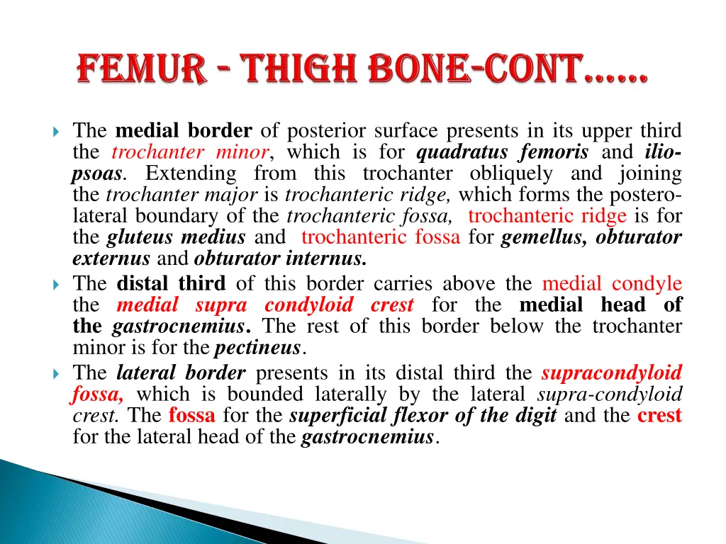 the medial border of posterior surface presents