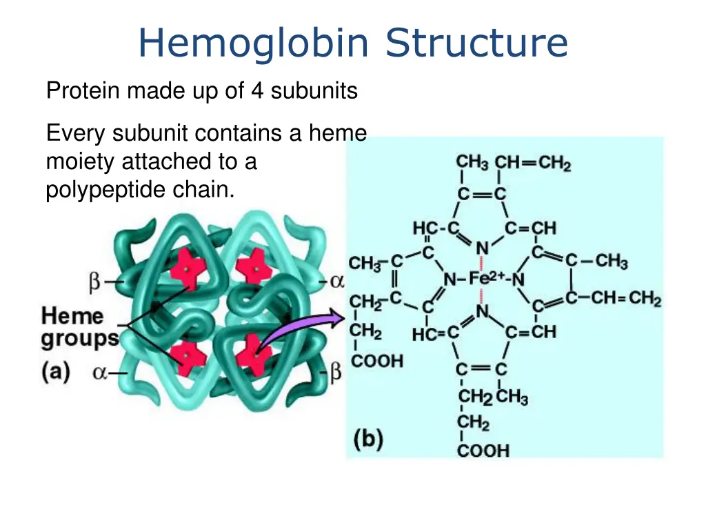 hemoglobin structure protein made up of 4 subunits