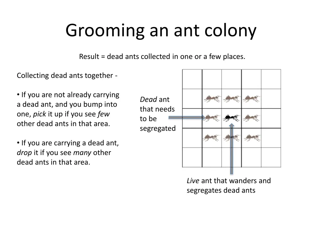 grooming an ant colony