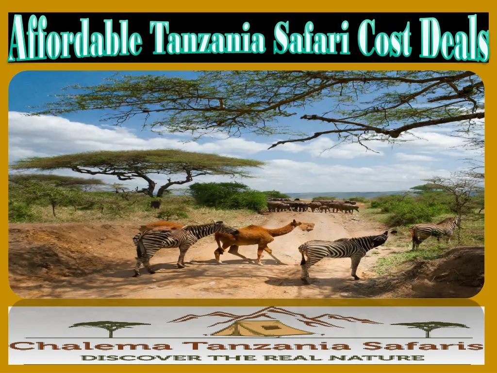 affordable tanzania safari cost deals affordable 2