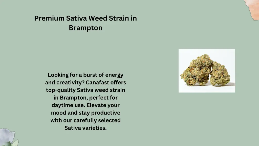 premium sativa weed strain in brampton