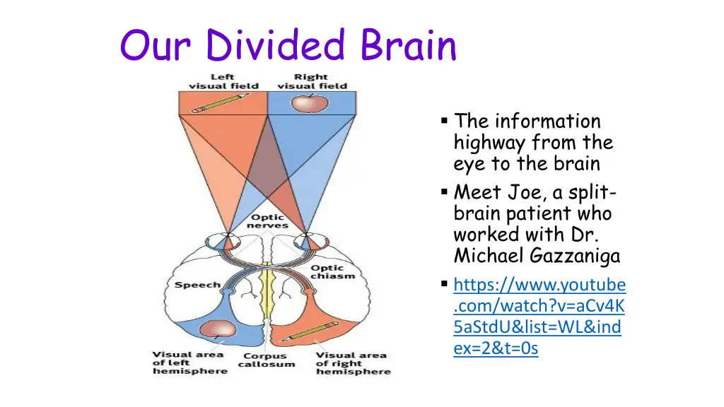 our divided brain 1