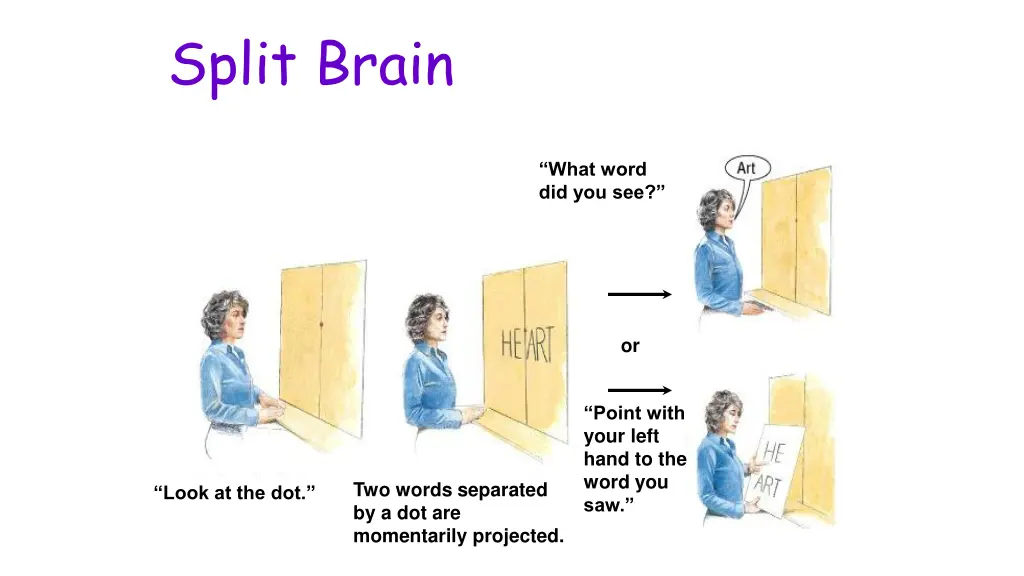 split brain