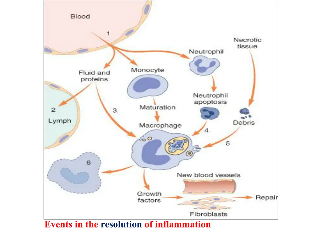 events in the resolution of inflammation