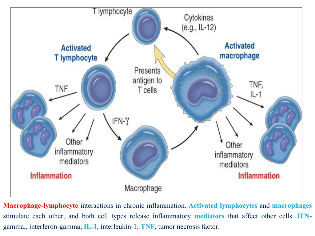 macrophage lymphocyte interactions in chronic