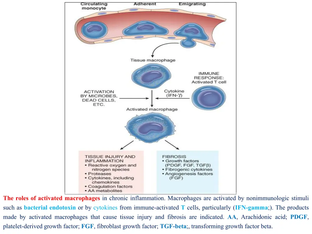 the roles of activated macrophages in chronic