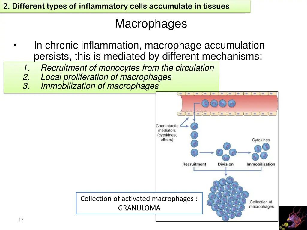 1 define chronic inflammation its causes effects 13