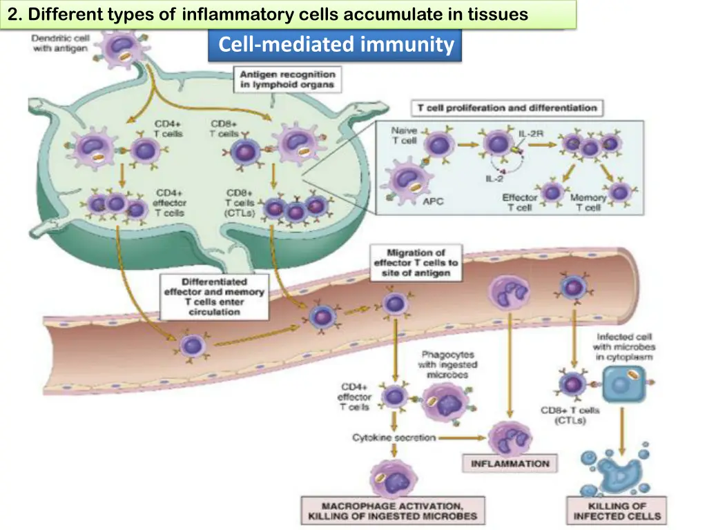 1 define chronic inflammation its causes effects 16