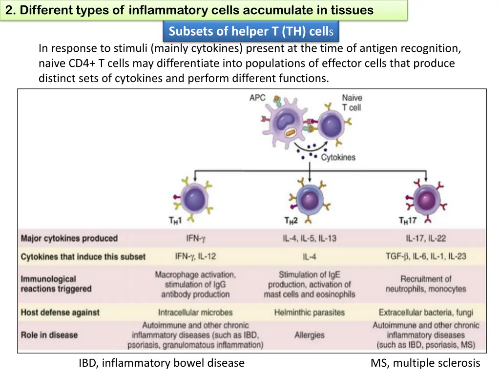 2 different types of inflammatory cells 1