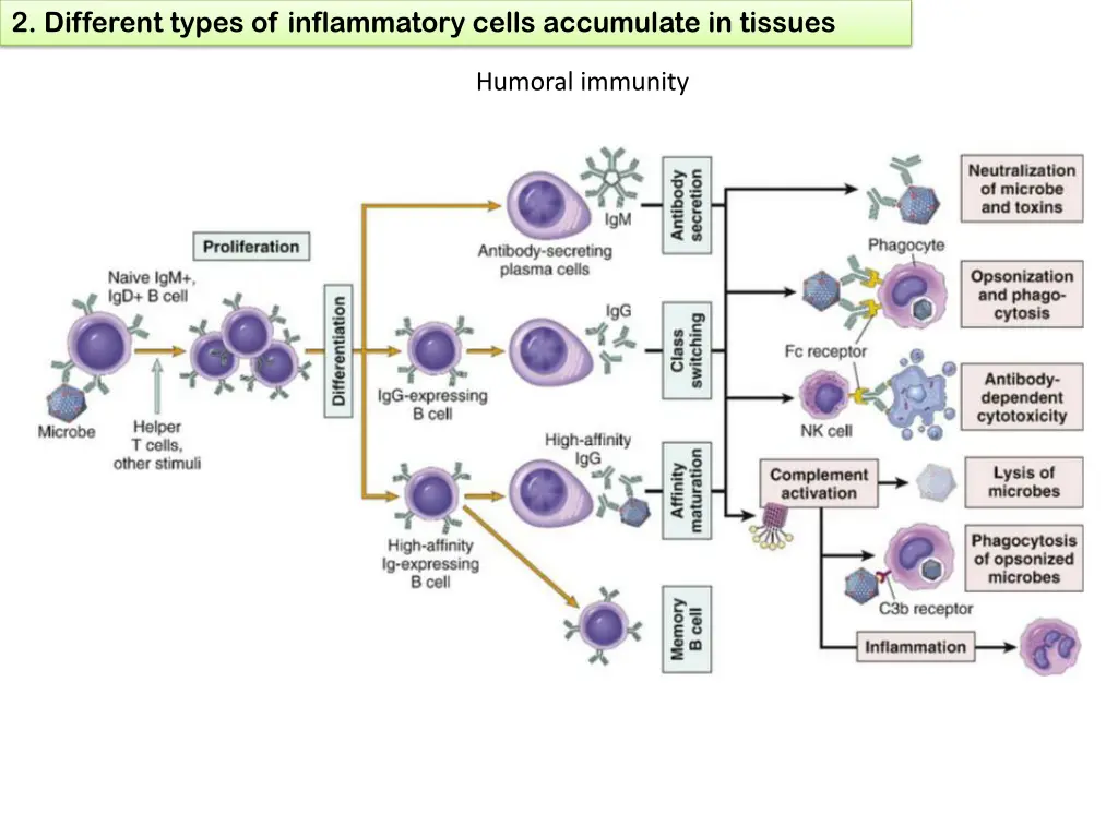 2 different types of inflammatory cells 3