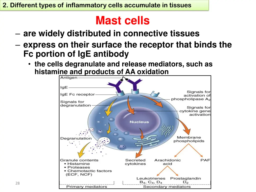 2 different types of inflammatory cells 6