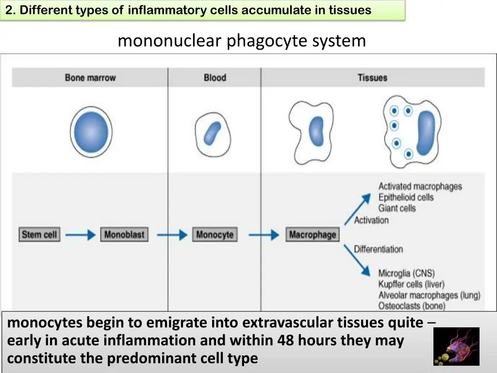 2 different types of inflammatory cells