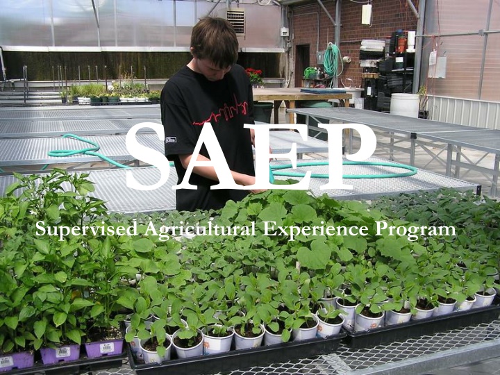 saep supervised agricultural experience program