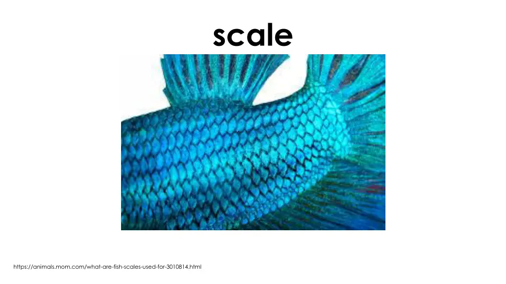 scale