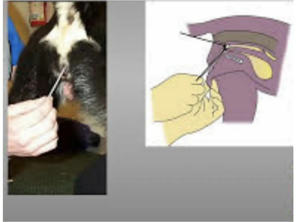 slide11