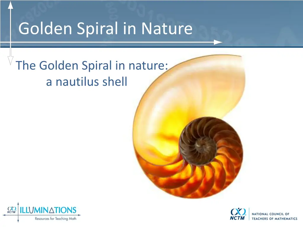 golden spiral in nature