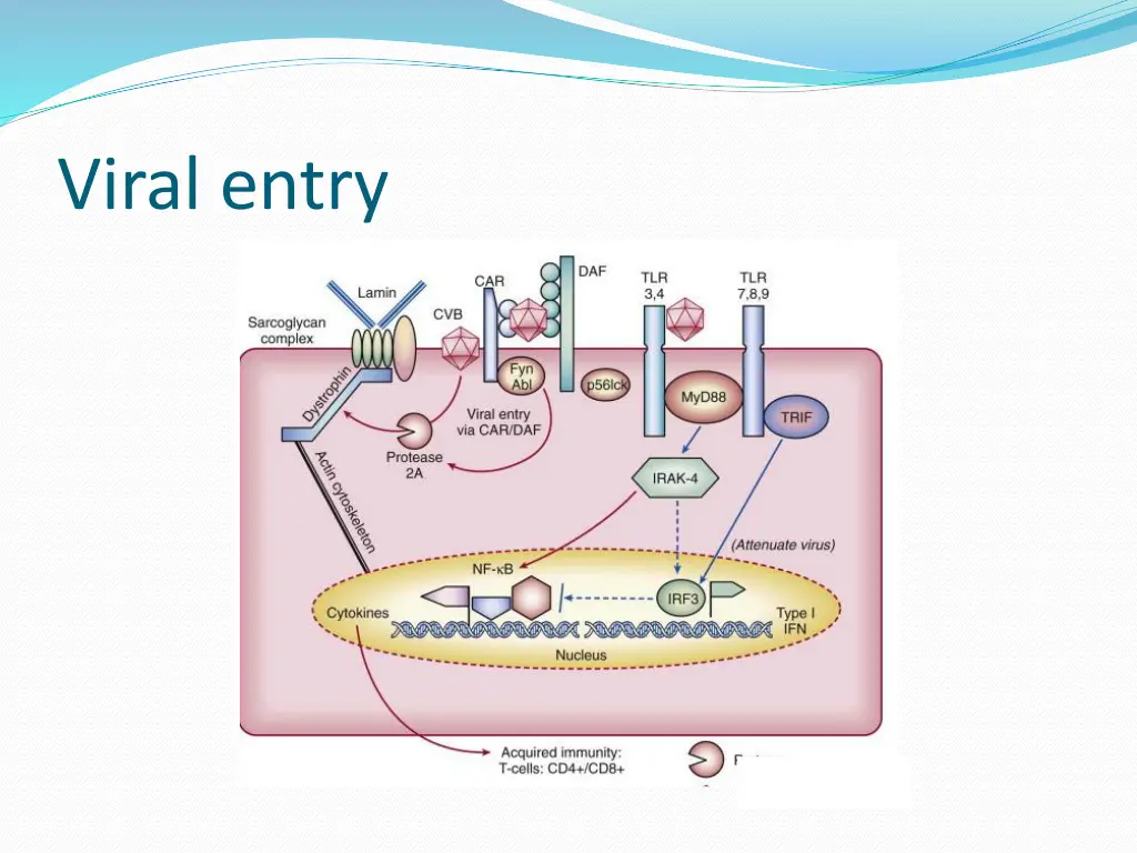 viral entry