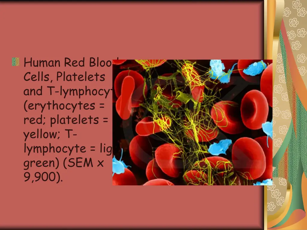 human red blood cells platelets and t lymphocyte 1