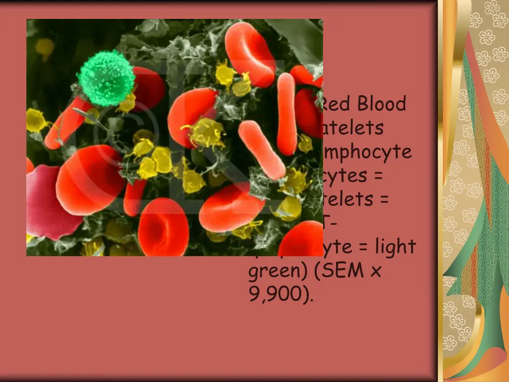 human red blood cells platelets and t lymphocyte