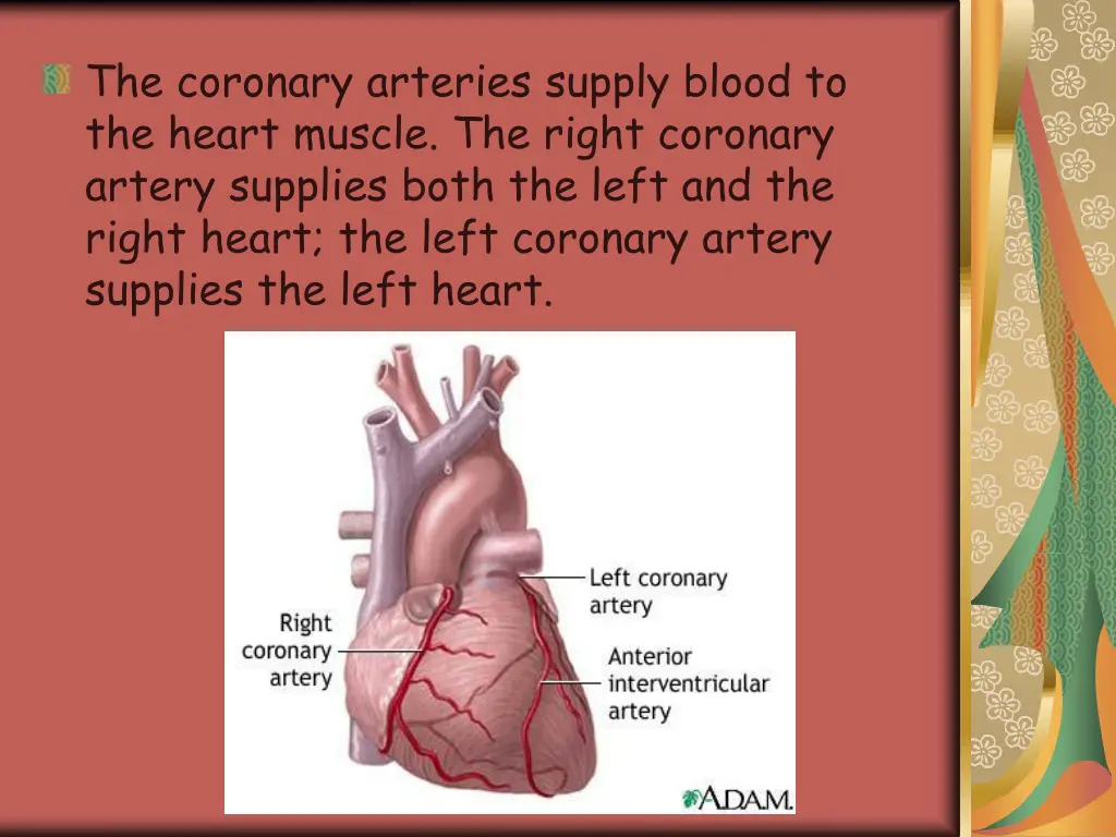 the coronary arteries supply blood to the heart