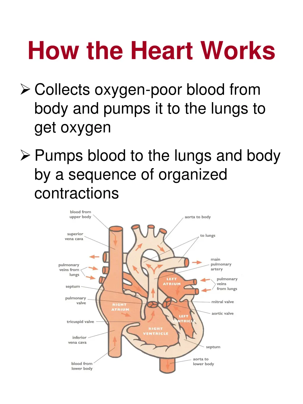 how the heart works