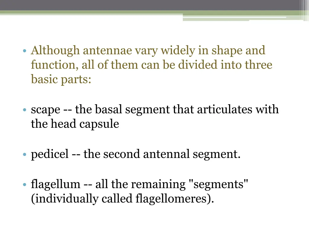 although antennae vary widely in shape