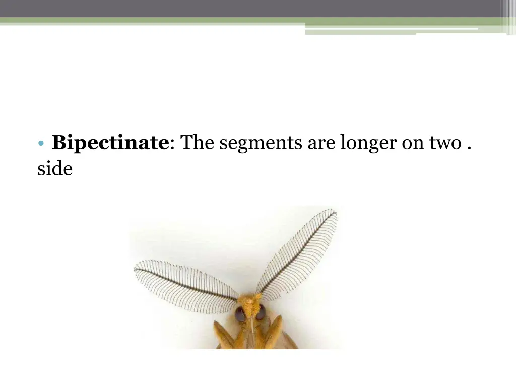 bipectinate the segments are longer on two side