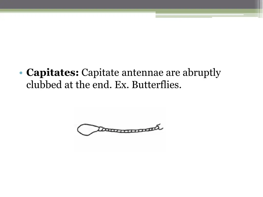 capitates capitate antennae are abruptly clubbed