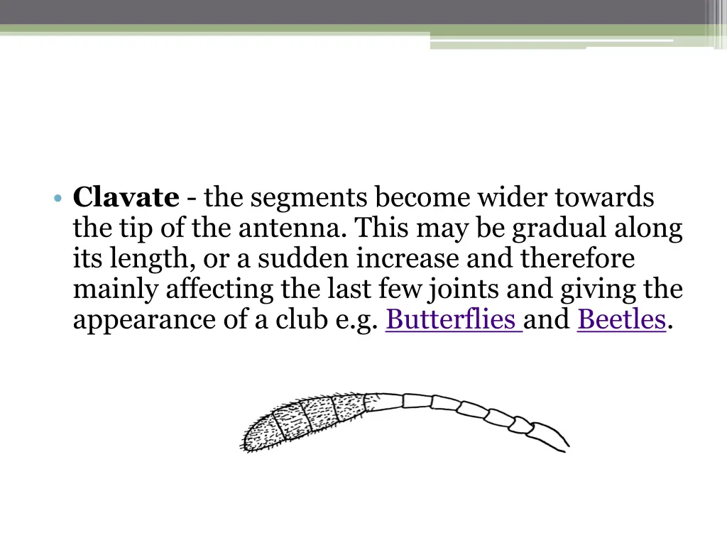 clavate the segments become wider towards