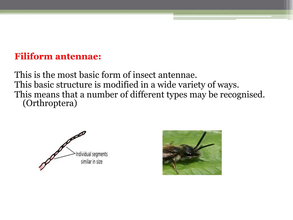 filiform antennae