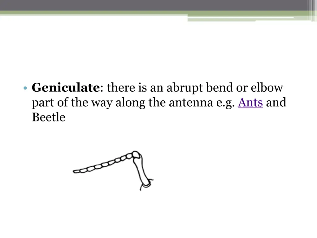 geniculate there is an abrupt bend or elbow part