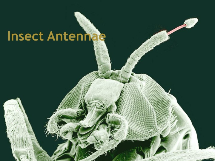 insect antennae