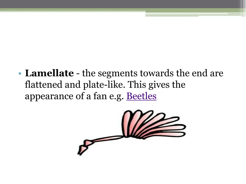 lamellate the segments towards