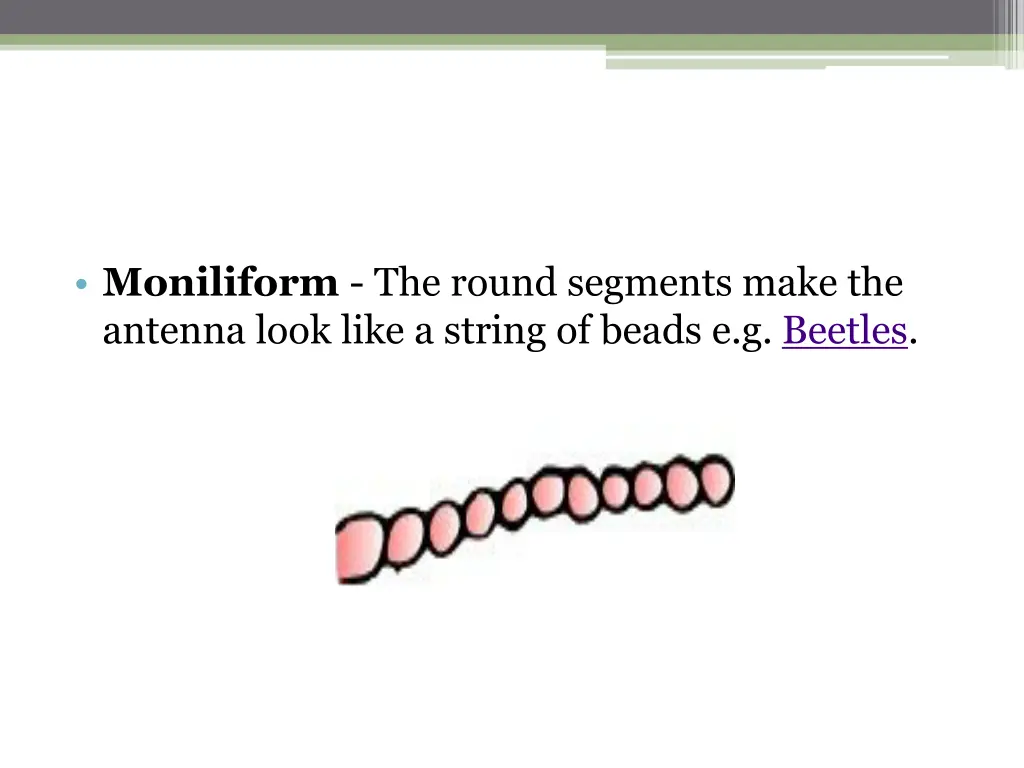 moniliform the round segments make the antenna