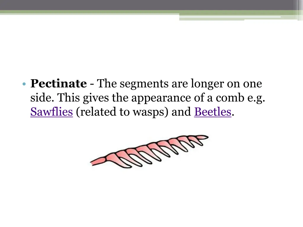 pectinate the segments are longer on one side