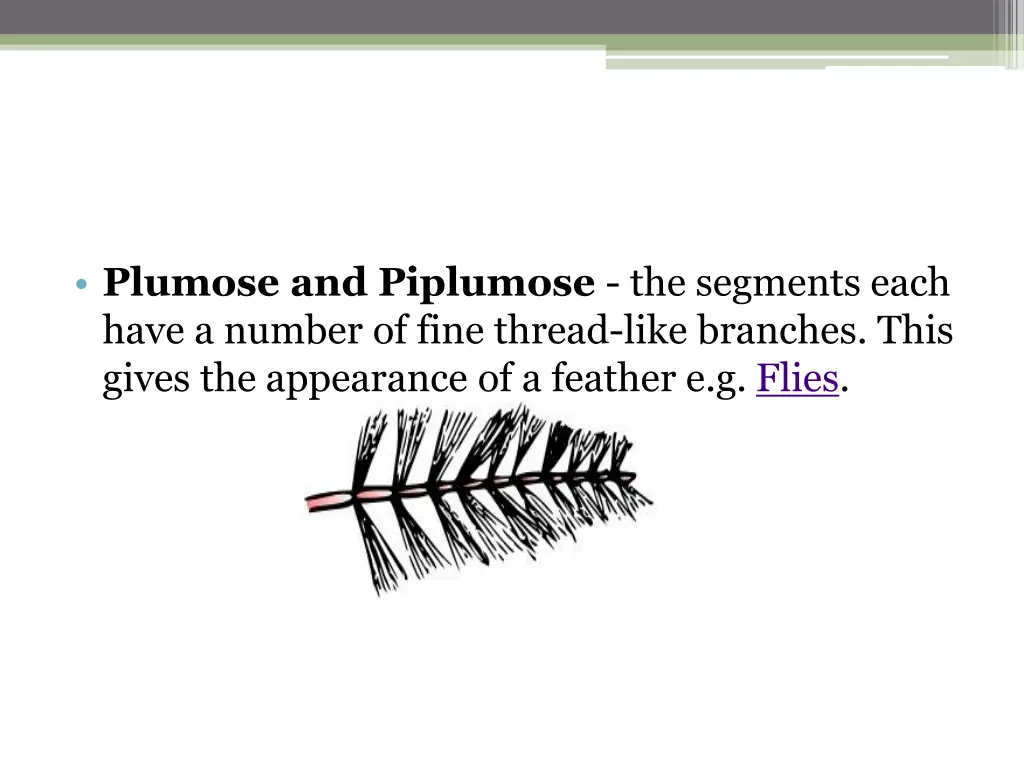 plumose and piplumose the segments each have