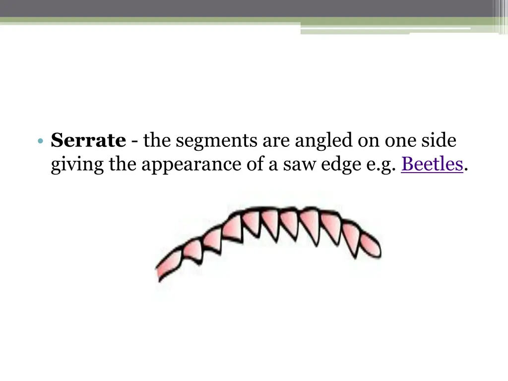 serrate the segments are angled on one side