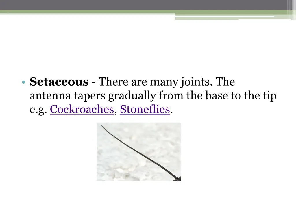 setaceous there are many joints the antenna