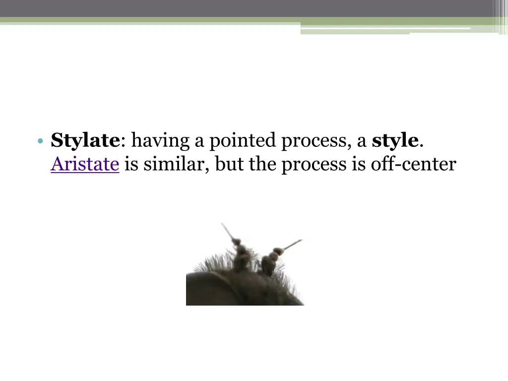 stylate having a pointed process a style aristate