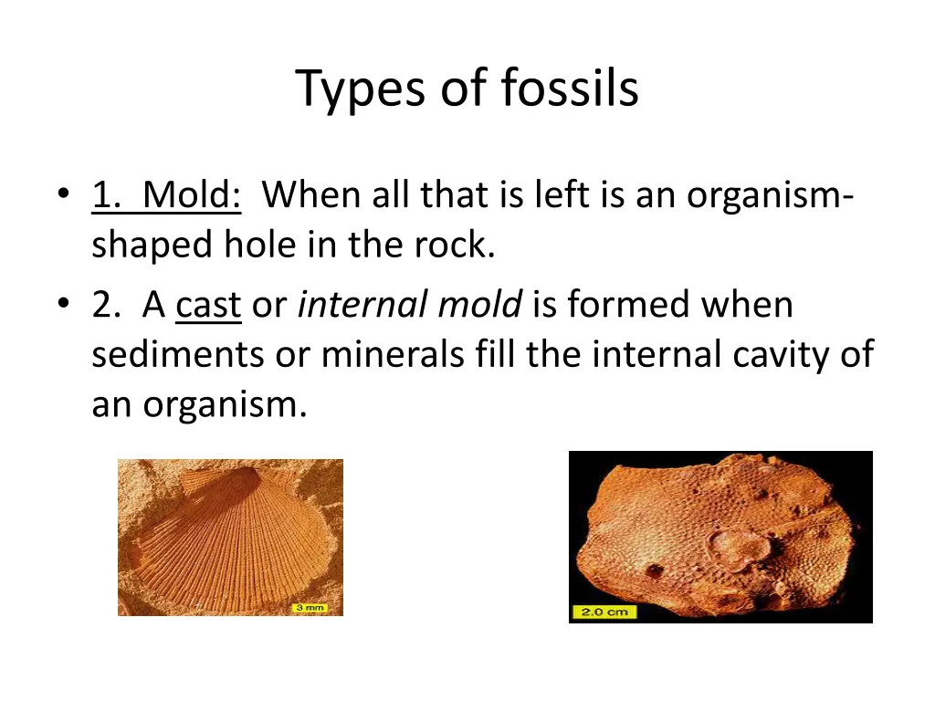 types of fossils