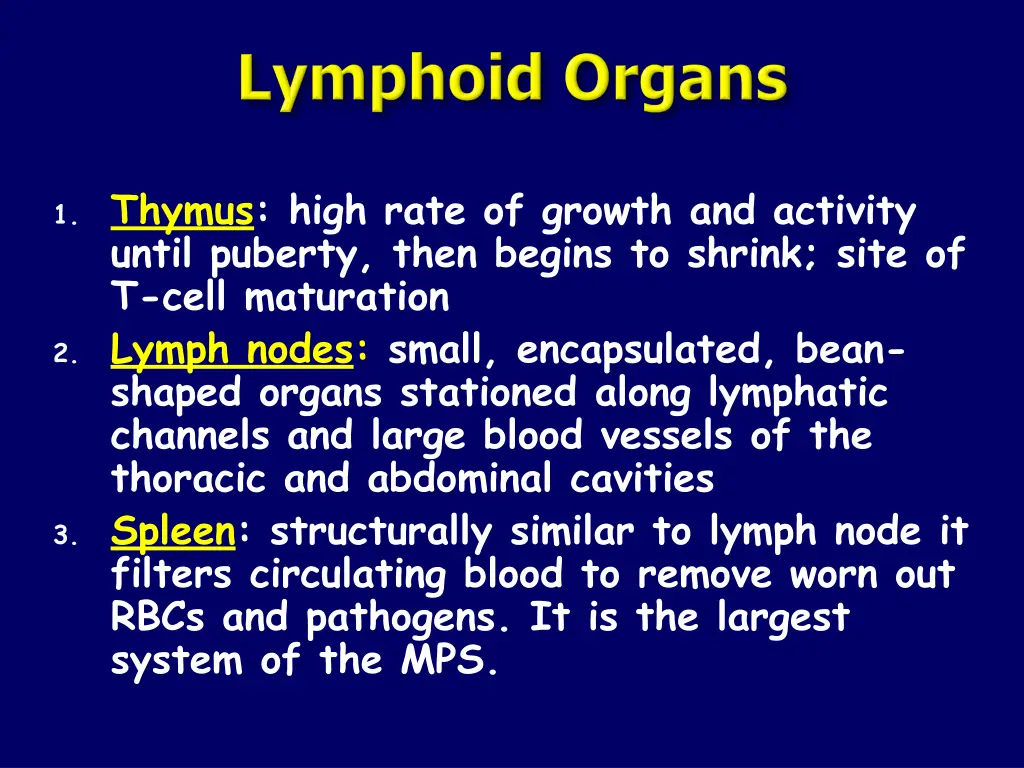 1 thymus high rate of growth and activity until