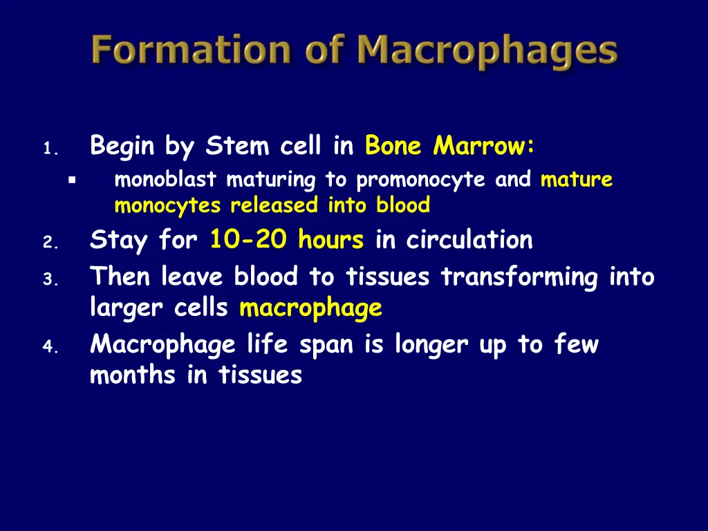 begin by stem cell in bone marrow monoblast