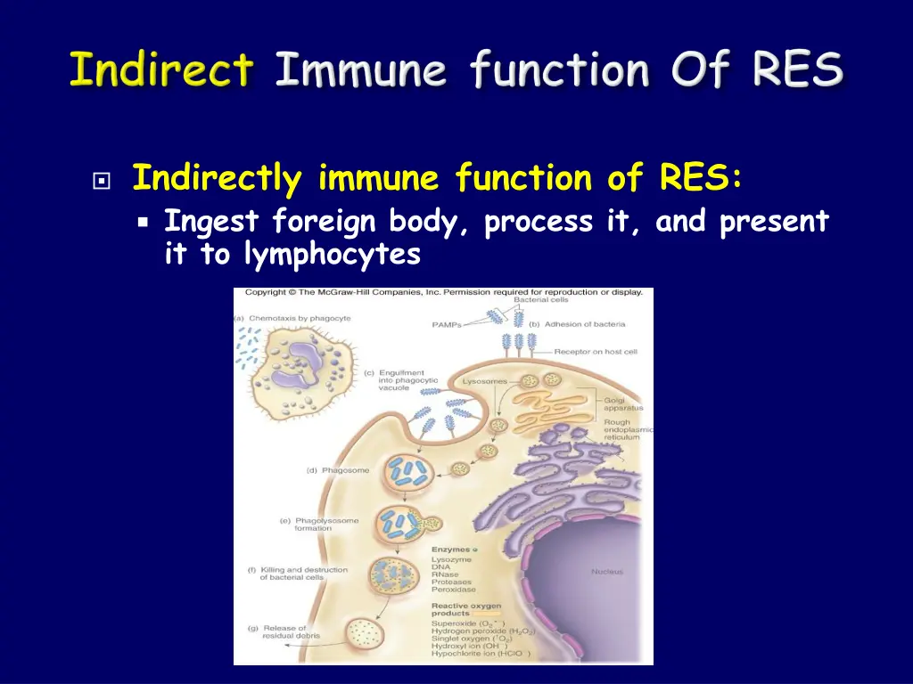 indirectly immune function of res ingest foreign