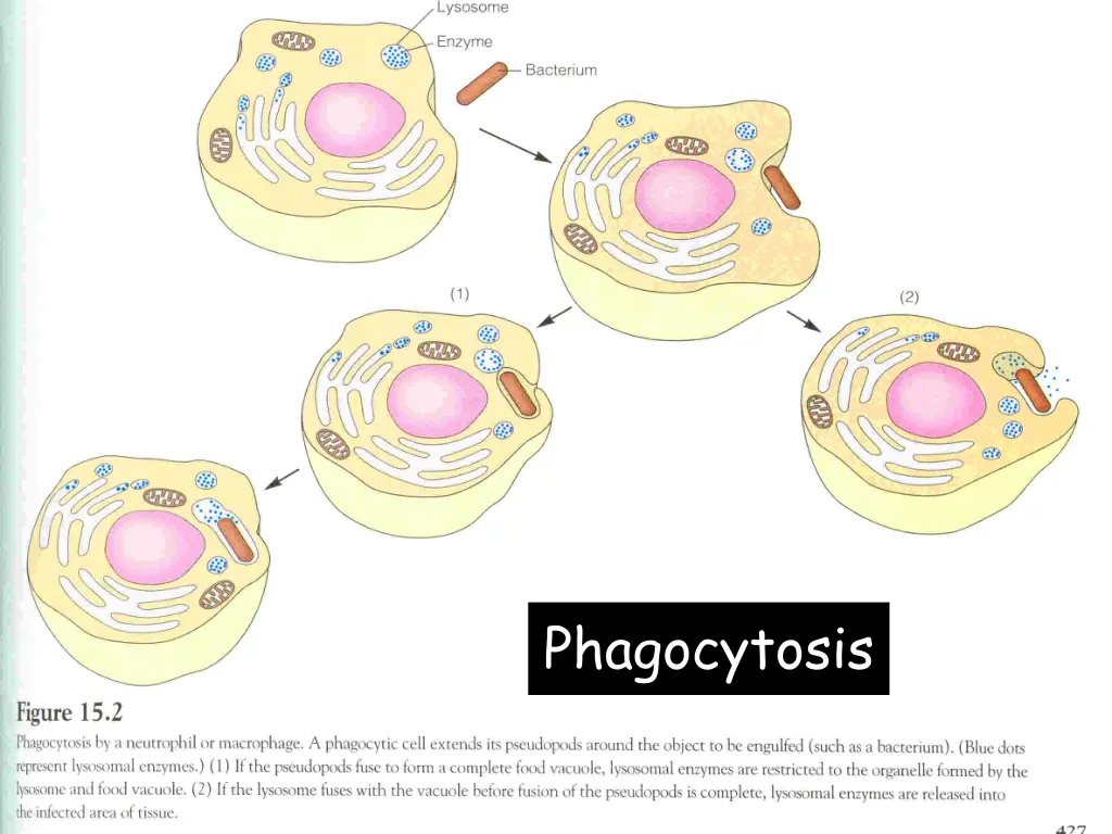 phagocytosis