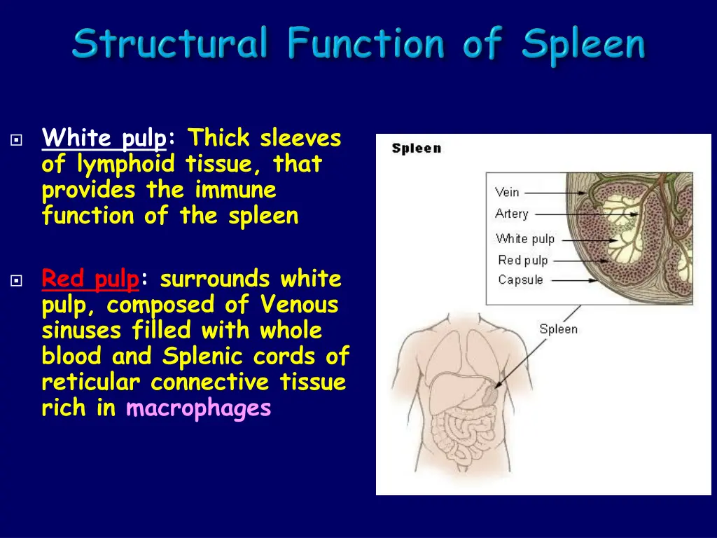 white pulp thick sleeves of lymphoid tissue that