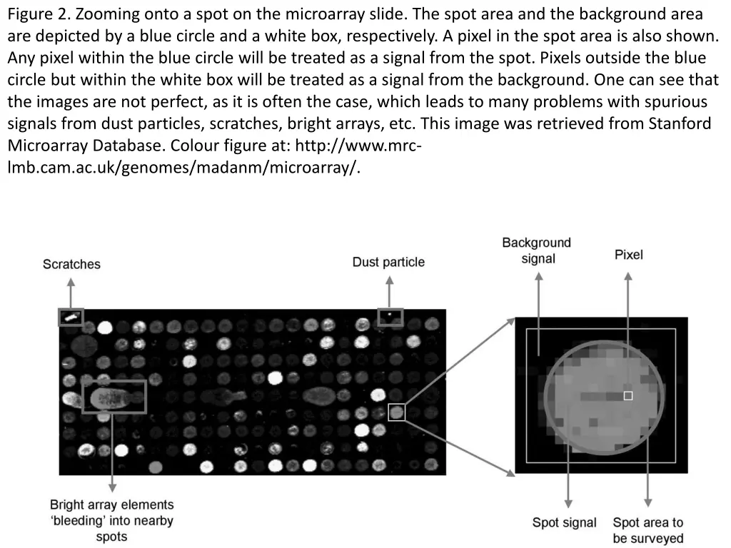 figure 2 zooming onto a spot on the microarray