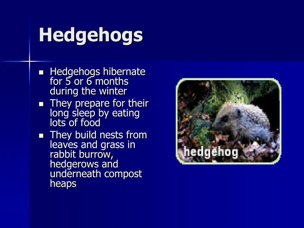 hedgehogs