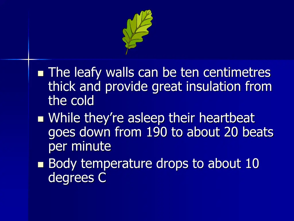 the leafy walls can be ten centimetres thick