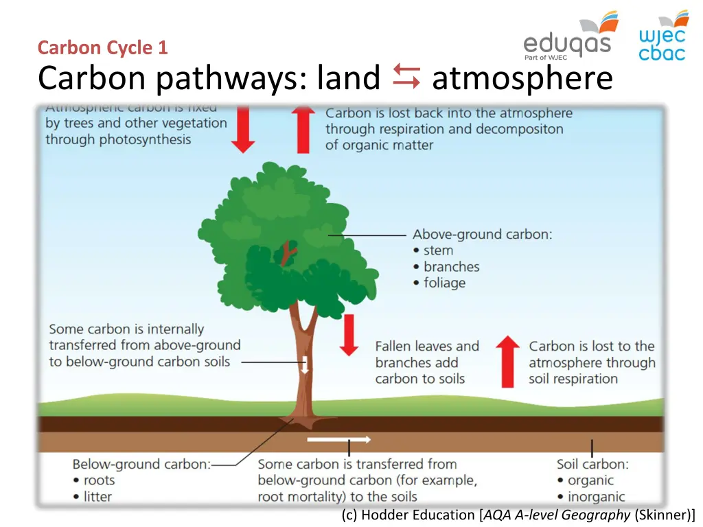 carbon cycle 1 carbon pathways land atmosphere